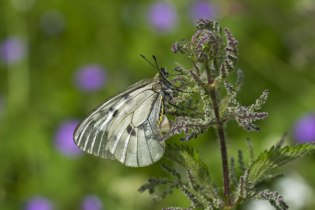 Parnassius mnemosyne